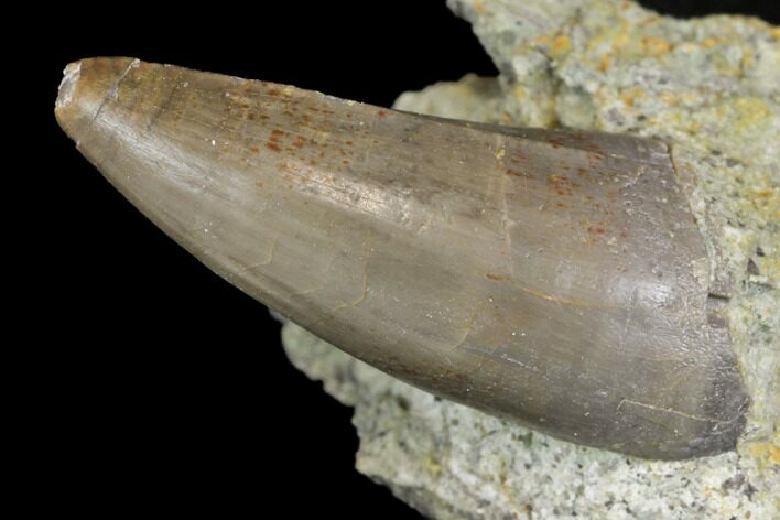 Jurassic Crocodile (Goniopholis?) Tooth - Colorado #152040